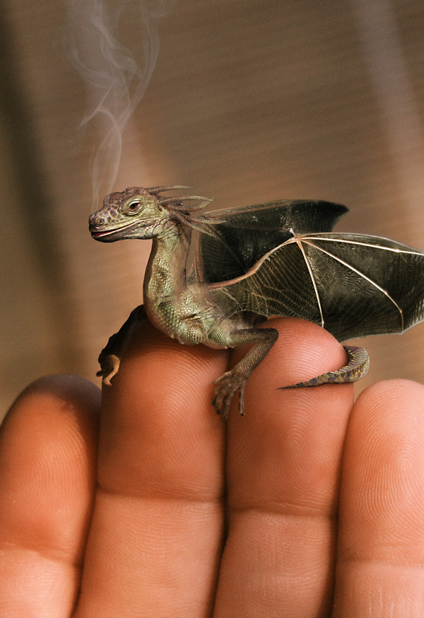 Dragons here they exist 1329 pics in1 1200x1200 aio must have h33tmigel